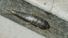 Cum să se ocupe de mocicieni într-o casă privată